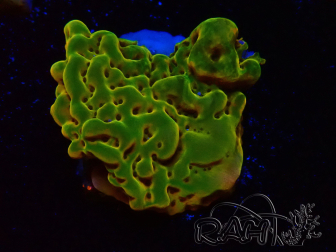 WYSIWYG RAH Montipora Orange Punch