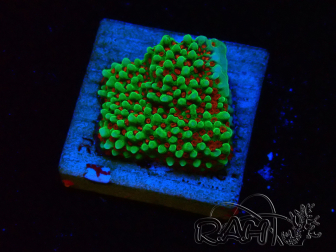 WYSIWYG Montipora Grinch 11L1