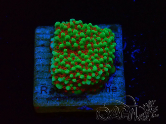 WYSIWYG Montipora Grinch