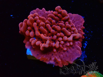 WYSIWYG JF Mean Streak Montipora