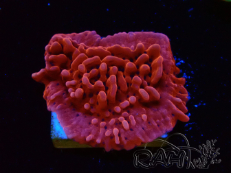 WYSIWYG JF Mean Streak Montipora