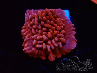 WYSIWYG JF Mean Streak Montipora 11L7