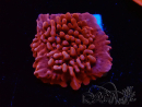 WYSIWYG JF Mean Streak Montipora