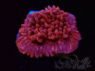 WYSIWYG JF Mean Streak Montipora