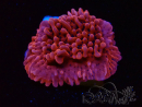 WYSIWYG JF Mean Streak Montipora 11L8