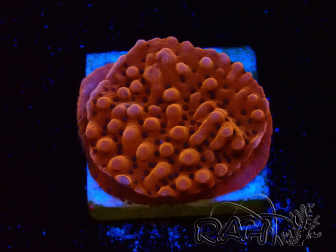 WYSIWYG RAH Montipora Princess Peach 11M3