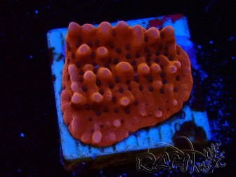 WYSIWYG RAH Montipora Princess Peach