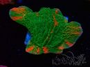 WYSIWYG Montipora plateau INNESTATO ULTRA