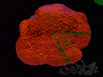 WYSIWYG Montipora Plateau GRAFTED ULTRA