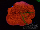 WYSIWYG Montipora plateau GRAFTED ULTRA