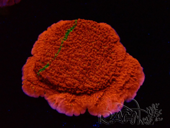WYSIWYG Montipora-Platte GRAFTED ULTRA