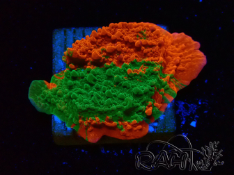 WYSIWYG Montipora plato INJERTADO ULTRA