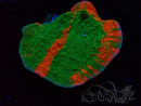 WYSIWYG Montipora plateau INNESTATO ULTRA