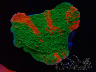 WYSIWYG Montipora plateau GRAFTED ULTRA