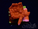 WYSIWYG Montipora Setosa