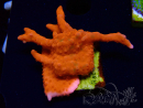 WYSIWYG Montipora Setosa Green Grafted