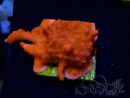 WYSIWYG Montipora Setosa Purple Grafted