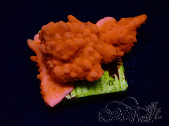 WYSIWYG Montipora Setosa Purple Grafted 11A8