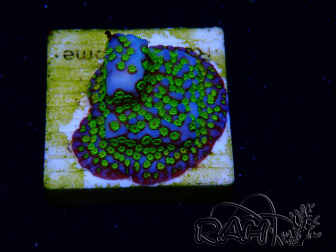 WYSIWYG Montipora Ultraman