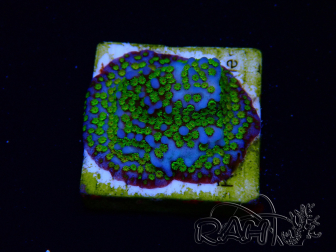 WYSIWYG Montipora Ultraman
