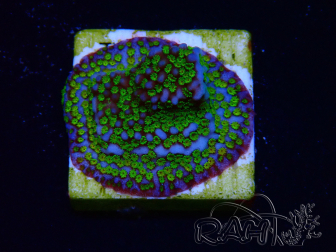 WYSIWYG Montipora Ultraman