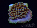 WYSIWYG JF Montipora Altered Ego