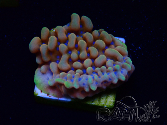 WYSIWYG JF Montipora Altered Ego