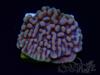 WYSIWYG JF Montipora Altered Ego 11B8