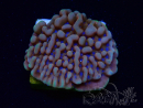 WYSIWYG JF Montipora Altered Ego 11B8