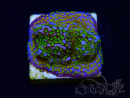 WYSIWYG Montipora Rainbow