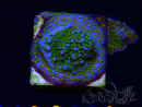 WYSIWYG Montipora Rainbow 11C2