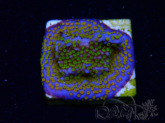 WYSIWYG Montipora Rainbow