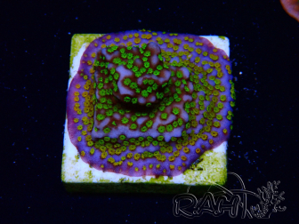 WYSIWYG Montipora Rainbow