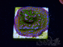 WYSIWYG Montipora Rainbow