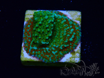 WYSIWYG Montipora Chili Pepper