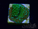 WYSIWYG Montipora Chili Pepper 11D4