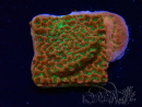 WYSIWYG RAH Montipora Phoenix evolution