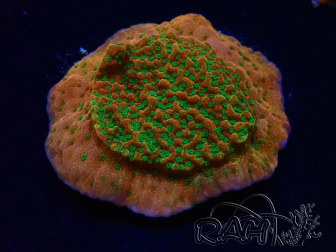 WYSIWYG RAH Montipora Phoenix evolution 11D6