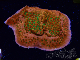 WYSIWYG RAH Montipora Phoenix evolution