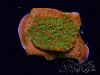 WYSIWYG RAH Montipora Phoenix evolution 11D8