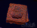 WYSIWYG WWC Montipora Dragon Fruit 11E5