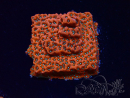 WYSIWYG WWC Montipora Dragon Fruit