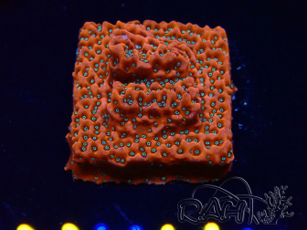 WYSIWYG WWC Montipora Dragon Fruit