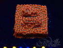 WYSIWYG WWC Montipora Dragon Fruit