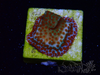 WYSIWYG RAH Montipora Reverse Sunset 11F1