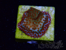 WYSIWYG RAH Montipora Reverse Sunset