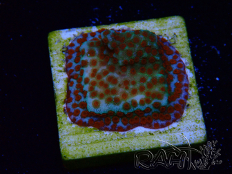WYSIWYG RAH Montipora Reverse Sunset 11F2