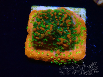 WYSIWYG Montipora Sunset 11F5