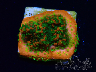 WYSIWYG Montipora Sunset