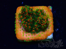 WYSIWYG Montipora Sunset